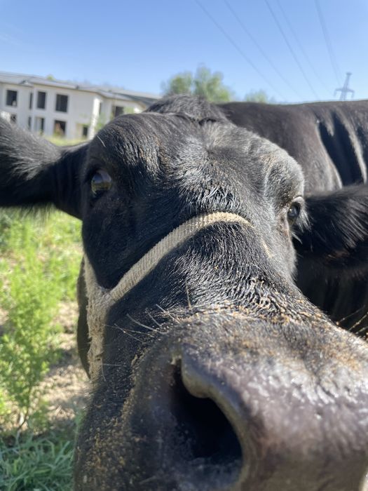 Angus Onasi 15 L sut beradi