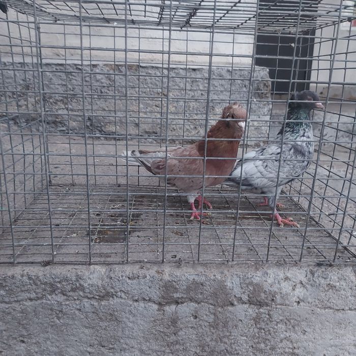 Челкар сизи бакинцы лет с игрой