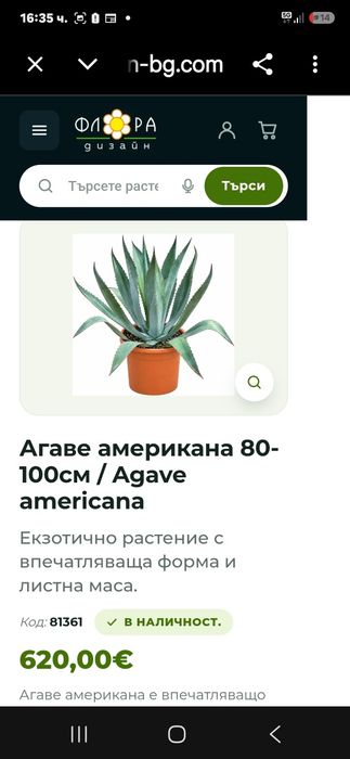 Американско Агаве