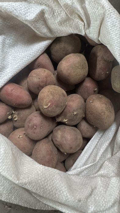 Семенной картошка Аладин