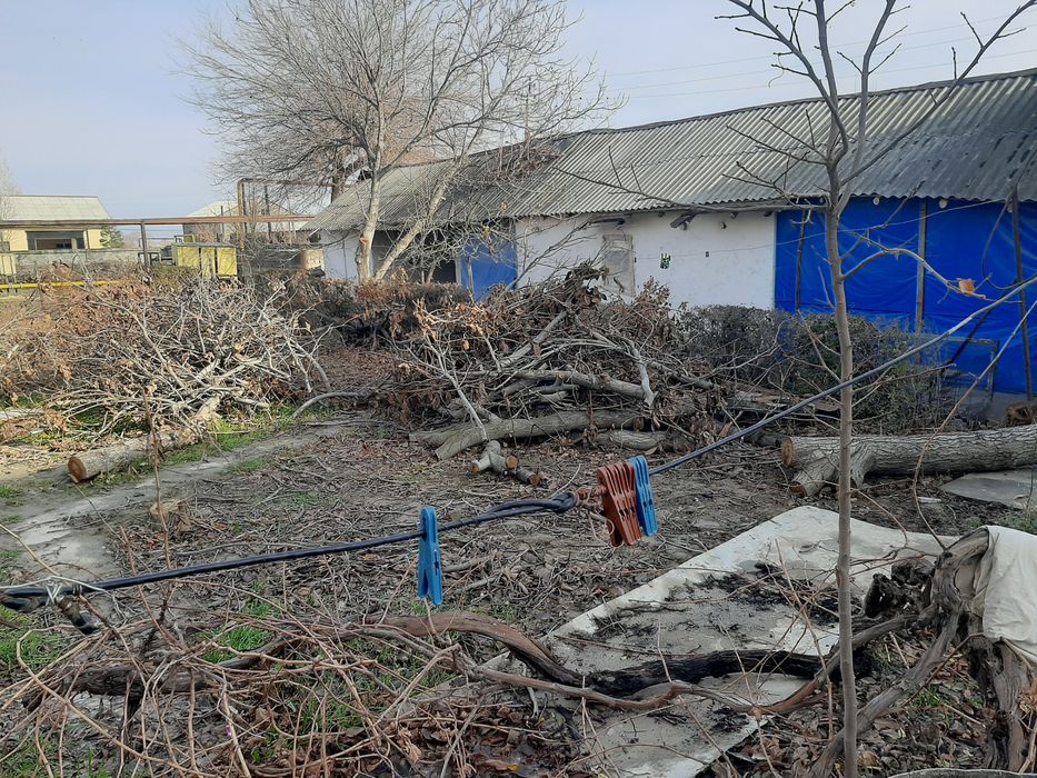 Киркилган енгок дарахти ва олма дарахти ва терак дарахти сотилади Манз