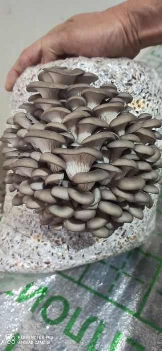 Qoziqorin veshinka mitseliysi