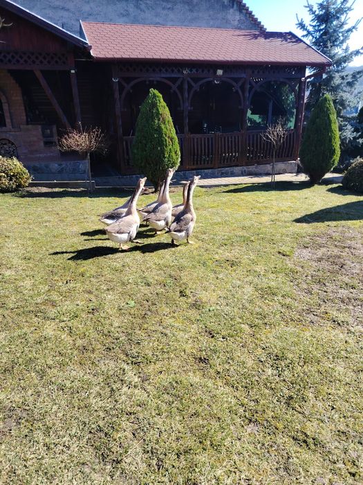 Gâște chinezești 250 lei bucata