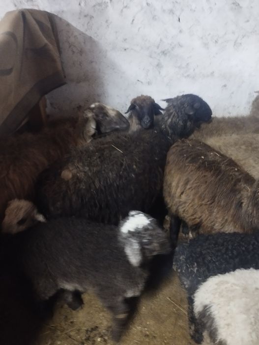 Продам овец можно