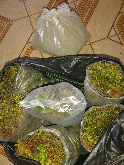 Mox, Ulitka unga kerakli ozuqalar Kalse smes, torf, mox, sepya.