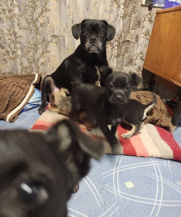 Отдам в добрые руки