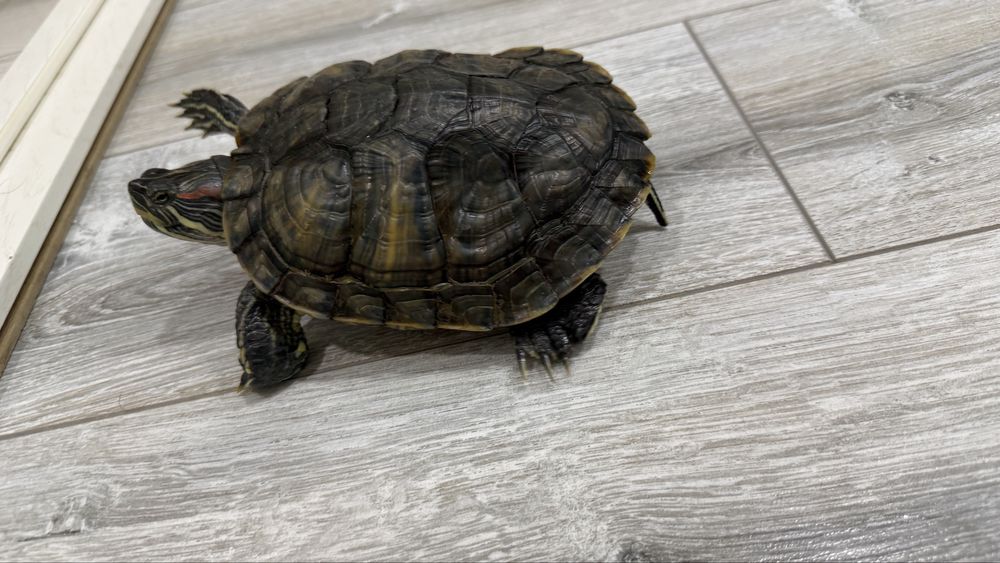 Отдам черепаху в добрые руки