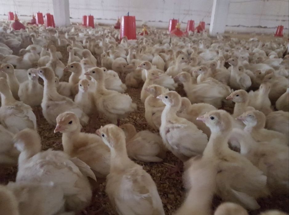 Биг6 жужалари сотувга чикди 80 минг сум