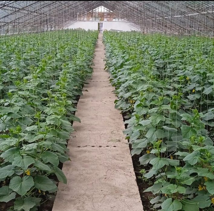 Продам  теплицу в городе