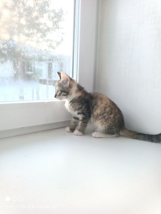 Отдаем котят в хорошие руки