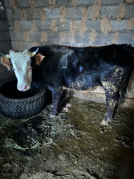 Бык  крупное рогатое