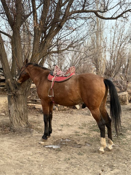 Айғыр сатылады !