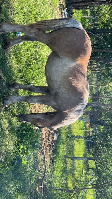 vand manza percheron
