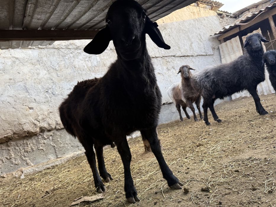 1 кошкар, 1 кой сатылады