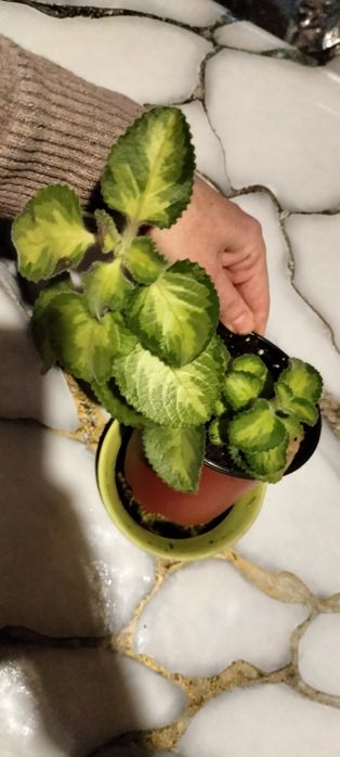 Продам мята плектрантус.