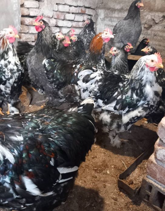 Продавам Млади Петли