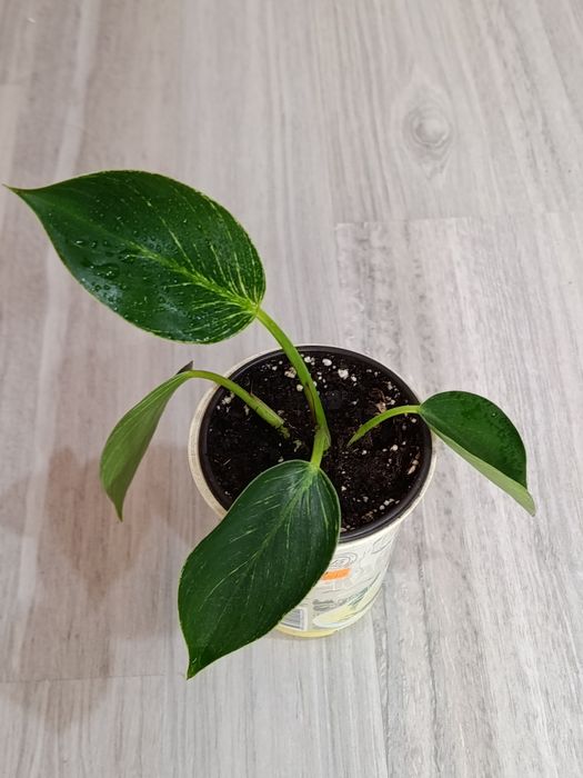 В продаже комнатные цветы