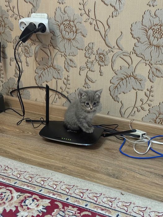 Отдаю милых котят