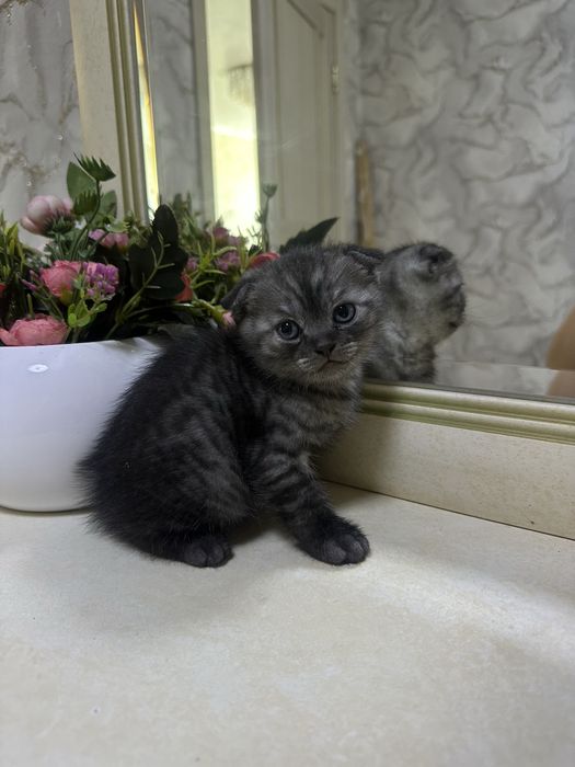 Котята скоттиш фолд и страйт