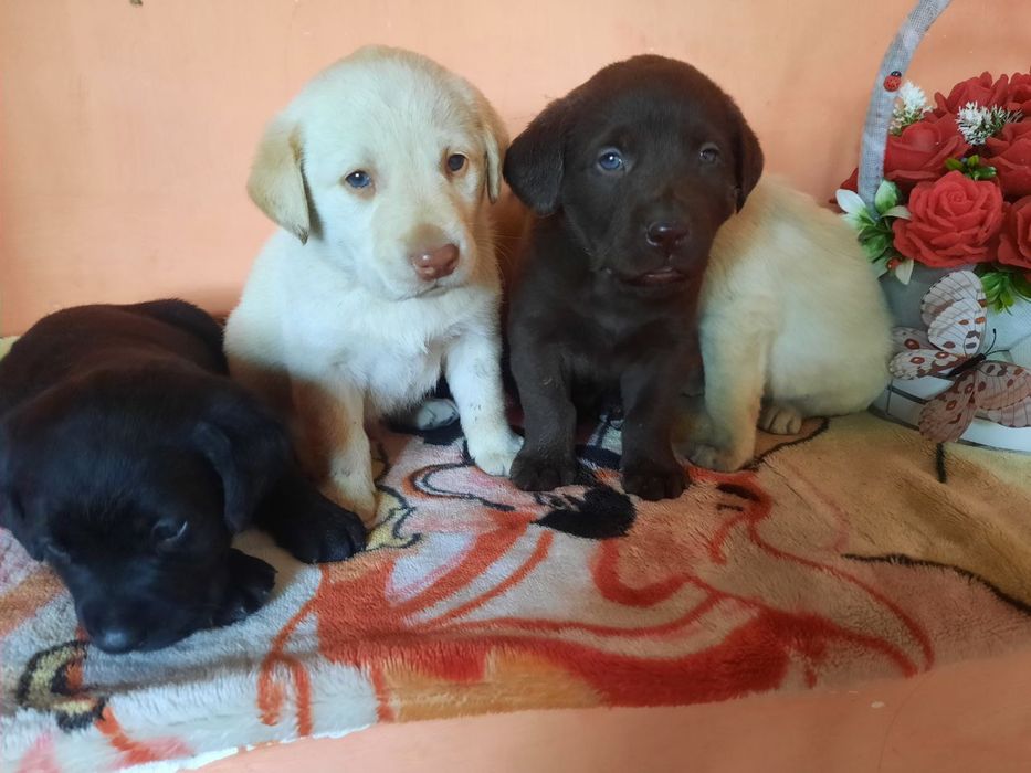 Labrador лабрадор 1.5 месячный  продается