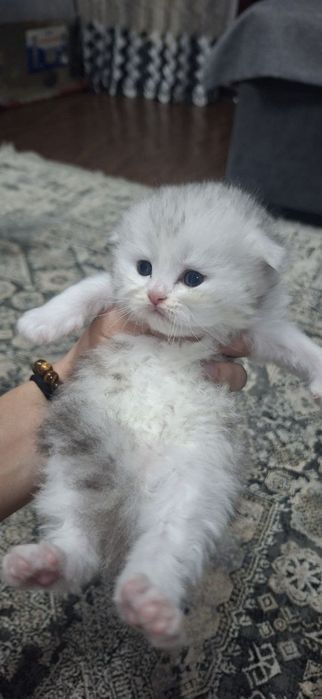 Продаются котята скотишфолд