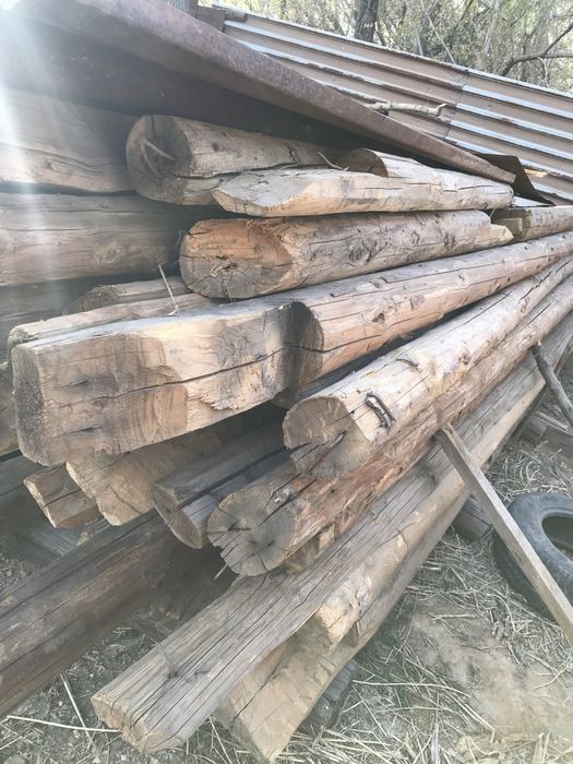 Кругляк лес