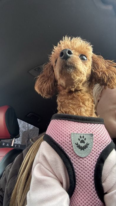 Мальтипу собака 5 месяцев