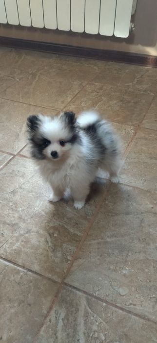 Мини шпиц померан момиче