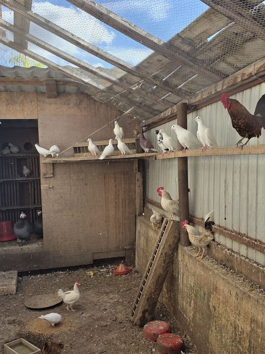 Vând porumbei albi și o familie de fazani