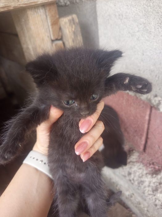 Отдам милых котяток