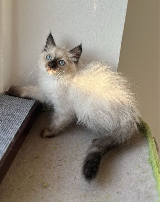 Puiuț Ragdoll minunat
