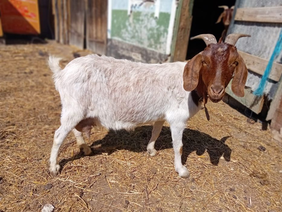 De vanzare capra boer.