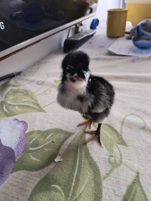 Puișori australorP negru