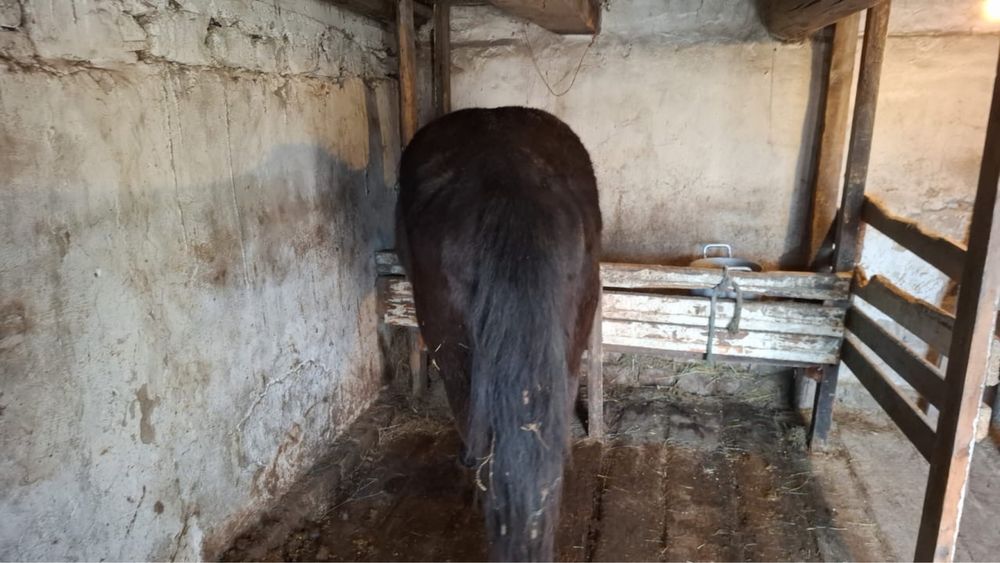 Жылқы сатамын тайлар, үш жасар дөнен