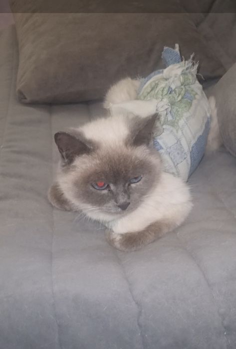 Милашка в дар. Доставлю!