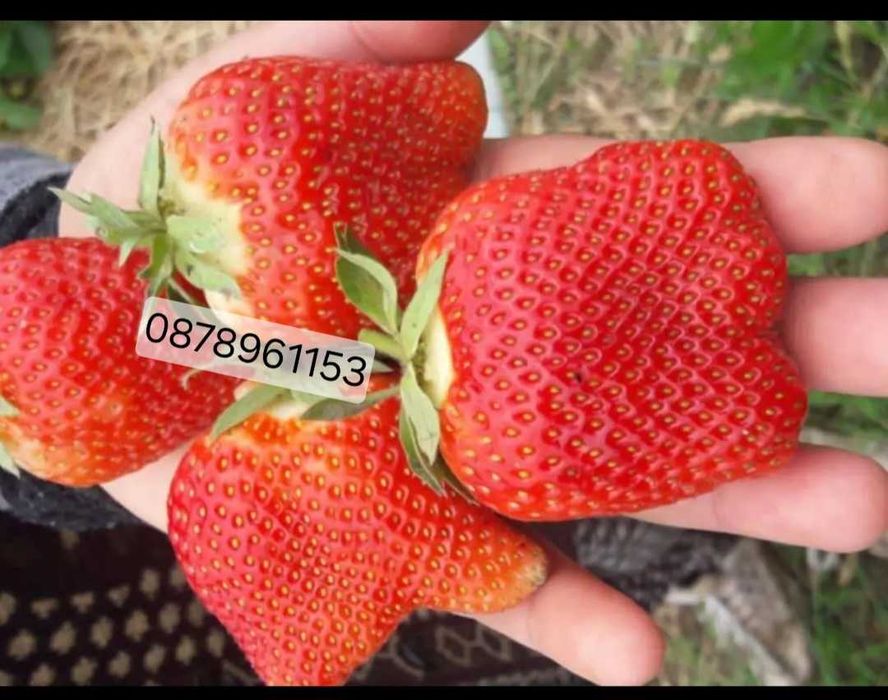 Целогодишни  Разсад ягоди и малини