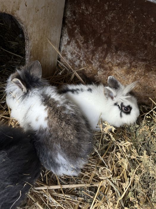 Cap de leu  iepurasi