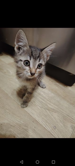 Котики маленькие