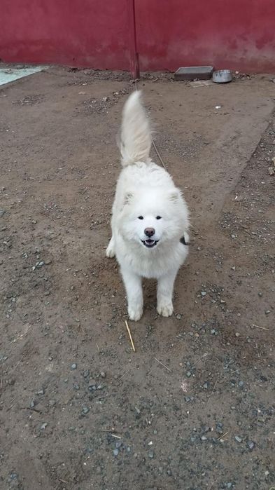 Самоедская Собака