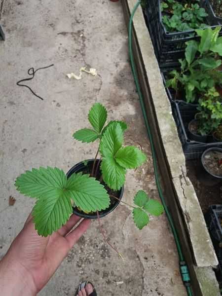 Разсад Ягода  -  Ягоди Налични  25 сорта