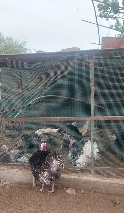 Курка тухумлари сотилади свежий 10 та тугадигон бор