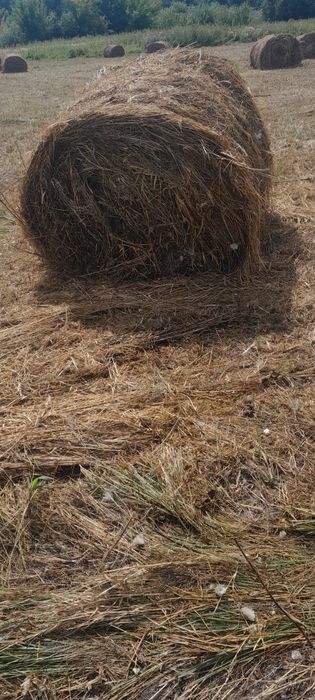 Продажа либо обмен Сено рулоны пресс пр 145