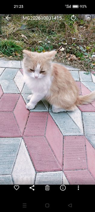 Отдадим кошку красивую.