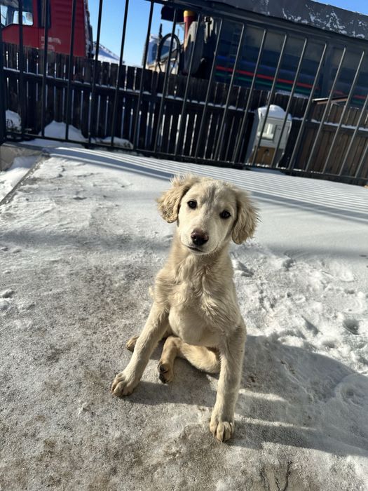 Отдам в добрые руки щенка