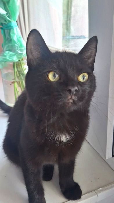 Котёнок девочка срочно отдаётся в добрые руки!