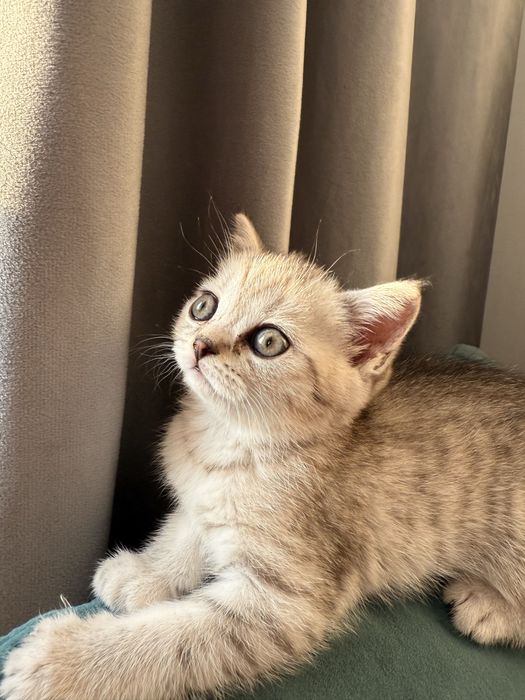 Котенок шотландец
