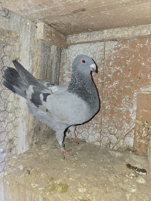 Porumbei  gusat spaniol