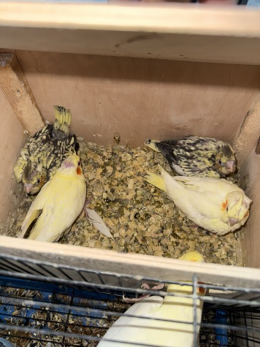 Продается попугай Карилла