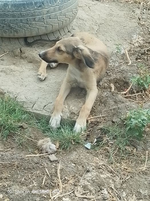 Таза тазы күшік сатылады