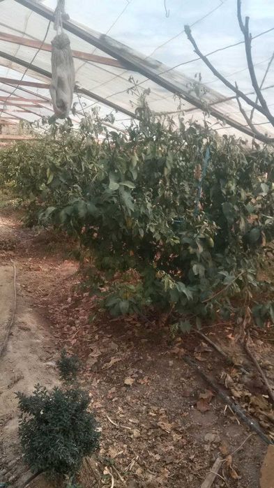 Lemon daraxti sotiladi hosilga kirgan tayor daraxti